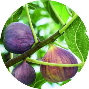 fig tree