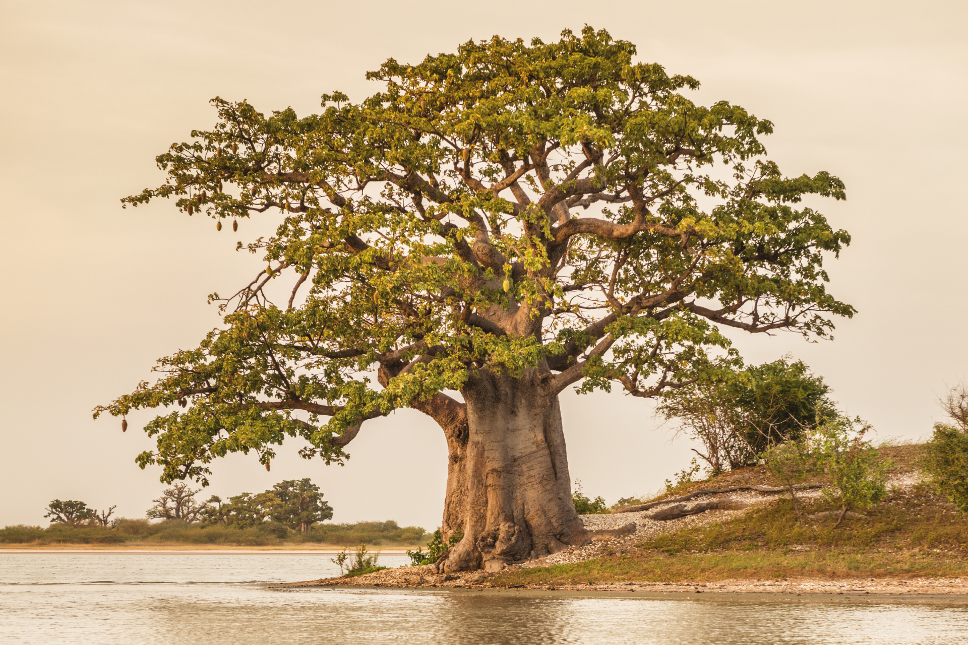 Baobab-tree