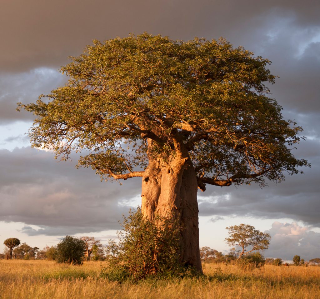 Baobab-tree