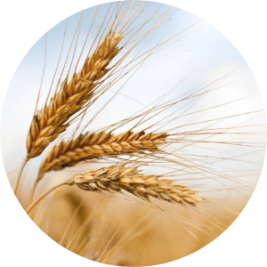 wheat protein